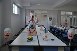 Laboratory anatomy / Faculty of Dentistry